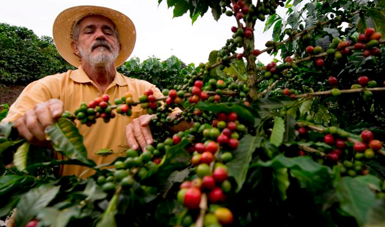 Resultado de imagen para sacos cafe honduras